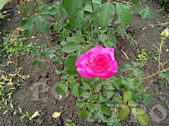 Роза чайно-гибридная Верди, саженцы.