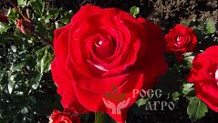 Роза чайно гибридная Гольштейн Перла, саженцы.