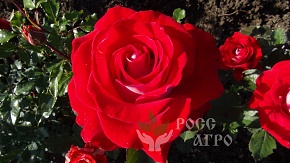 Роза чайно гибридная Гольштейн Перла, саженцы. Интернет магазин ross-agro.ru