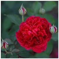 Роза Tess of the d'Urbervilles Тесс оф зе д'Эрбервилль Интернет магазин ross-agro.ru