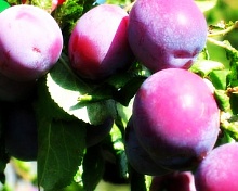 Саженцы сливы Тулеу Грас Интернет магазин ross-agro.ru