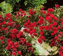 Почвопокровная роза красная Интернет магазин ross-agro.ru