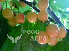 Саженцы черешни Дрогана желтая Интернет магазин ross-agro.ru
