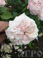 Роза флорибунда Леонардо да Винчи