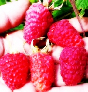 Саженцы малины Рубиновый гигант Интернет магазин ross-agro.ru