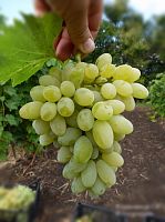 Саженцы винограда кишмишного Нептун.