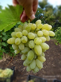 Саженцы винограда кишмишного Нептун. Интернет магазин ross-agro.ru