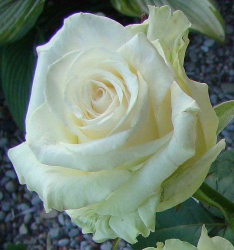 Роза чайно гибридная Доломите Интернет магазин ross-agro.ru Роза чайно гибридная Доломите Интернет магазин ross-agro.ru