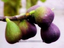 Саженцы инжира Брунсвик (Бузой Бурну) Интернет магазин ross-agro.ru