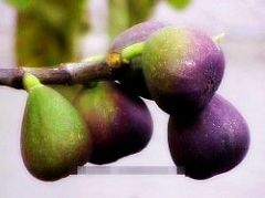 Саженцы инжира Брунсвик (Бузой Бурну)