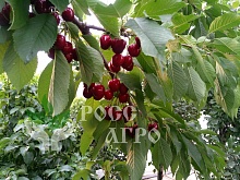 Саженцы черешни Бигарро Старкинг Интернет магазин ross-agro.ru