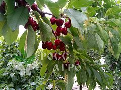 Саженцы черешни Бигарро Старкинг