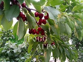 Саженцы черешни Бигарро Старкинг Интернет магазин ross-agro.ru