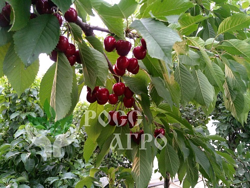 Саженцы черешни Бигарро Старкинг Интернет магазин ross-agro.ru