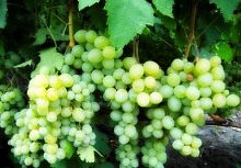 Саженцы винограда Кеша-1 Интернет магазин ross-agro.ru
