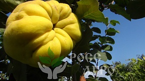 Саженцы айвы Анжерская Интернет магазин ross-agro.ru