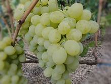 Саженцы винограда Антоний Великий Интернет магазин ross-agro.ru