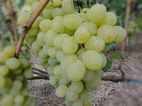 Саженцы винограда Антоний Великий Интернет магазин ross-agro.ru