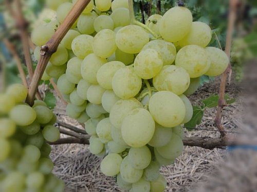 Саженцы винограда Антоний Великий Интернет магазин ross-agro.ru