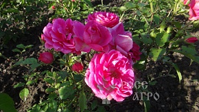 Кустовая роза малиновая Интернет магазин ross-agro.ru