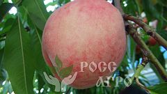 Саженцы персика Посол мира