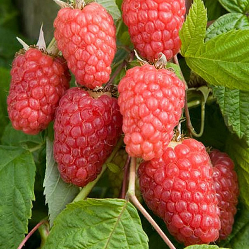 Малина Каскад Делайт Интернет магазин ross-agro.ru