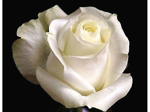 Роза чайно гибридная Проуд Интернет магазин ross-agro.ru Роза чайно гибридная Проуд Интернет магазин ross-agro.ru