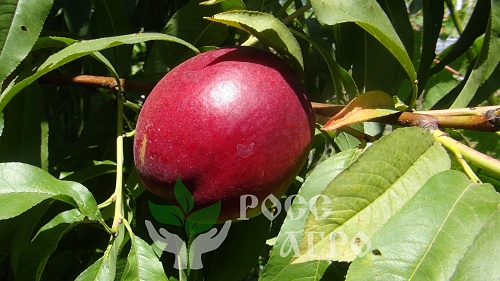 Саженцы персика Старк Сангло (сорт нектаринов) Интернет магазин ross-agro.ru