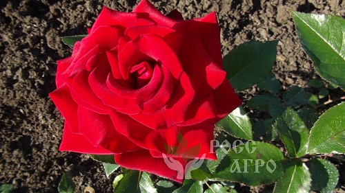 Роза чайно гибридная Гранд Амур Интернет магазин ross-agro.ru Роза чайно гибридная Гранд Амур Интернет магазин ross-agro.ru