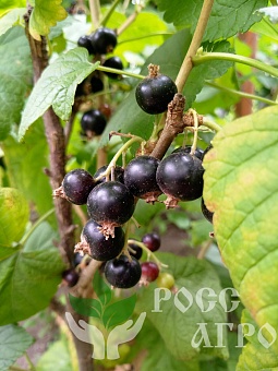 Саженцы смородины Легенда Интернет магазин ross-agro.ru