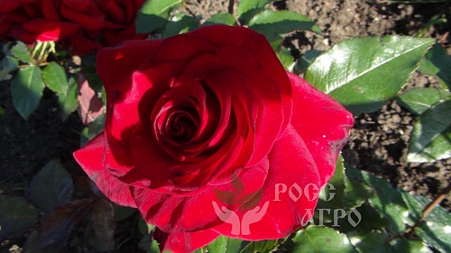 Роза чайно-гибридная Черный принц (Black Prince) Интернет магазин ross-agro.ru Роза чайно-гибридная Черный принц (Black Prince) Интернет магазин ross-agro.ru