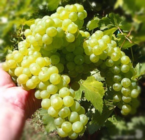 Саженцы винограда Кишмиш белый Интернет магазин ross-agro.ru