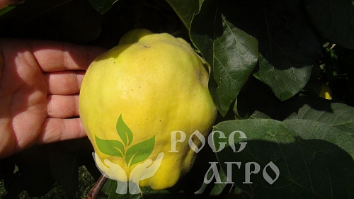 Саженцы айвы Крымская ароматная Интернет магазин ross-agro.ru