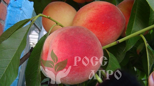 Саженцы персика Редхейвен Интернет магазин ross-agro.ru